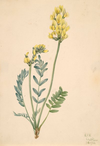 False Locoweed Oxytropia gracilis, 1920 by Mary Vaux Walcott