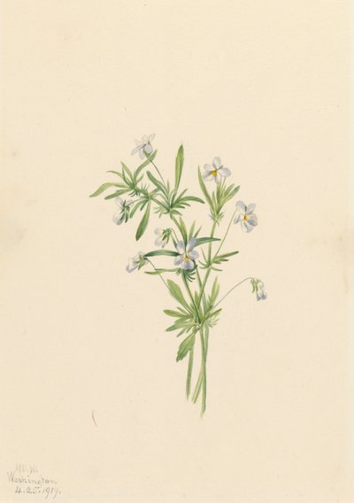 Field Violet Viola rafinesquii, 1919 by Mary Vaux Walcott