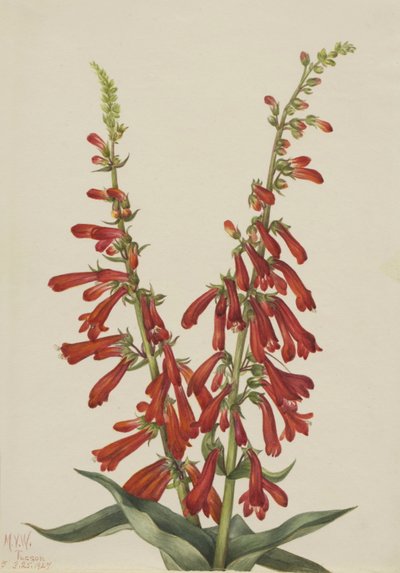Fire Pentstemon by Mary Vaux Walcott