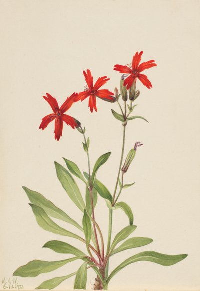 Fire Pink (Silene virginica) by Mary Vaux Walcott
