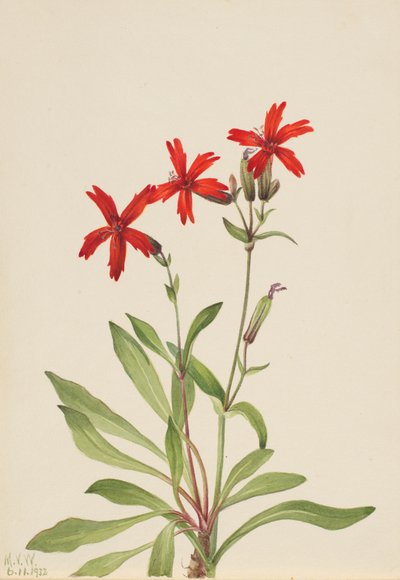 Fire Pink Silene virginica, 1932 by Mary Vaux Walcott