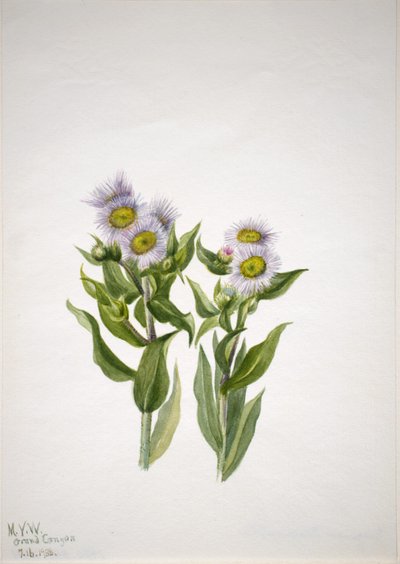 Fleabane by Mary Vaux Walcott