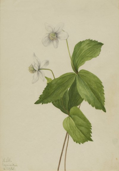 Forest Anemone by Mary Vaux Walcott