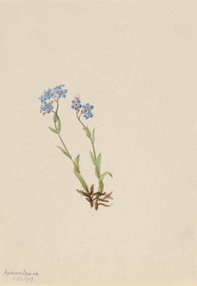 Forget-Me-Not by Mary Vaux Walcott