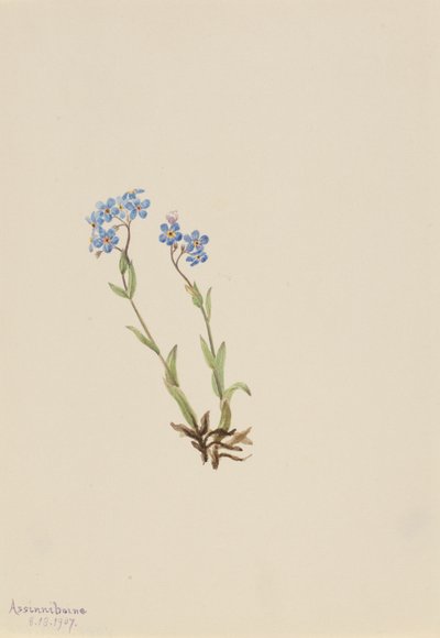 Forget-Me-Not Myosotis alpestris, 1907 by Mary Vaux Walcott