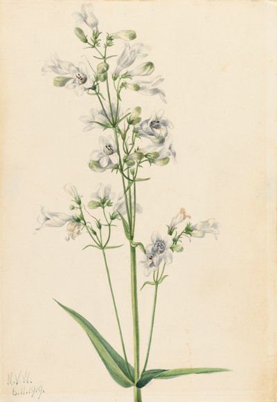 Foxglove Pentstemon by Mary Vaux Walcott