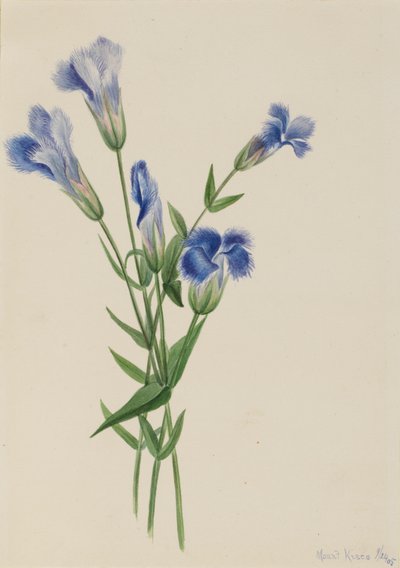 Fringed Gentian by Mary Vaux Walcott
