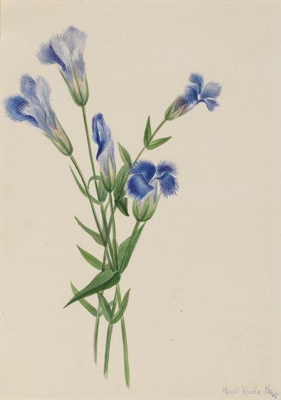 Fringed Gentian, 1905 by Mary Vaux Walcott