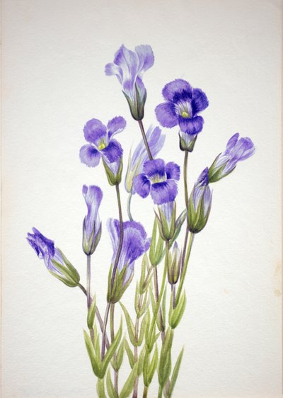 Fringed Gentian, 1933 by Mary Vaux Walcott