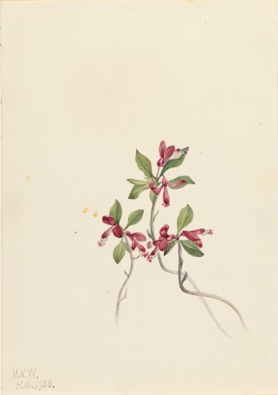 Fringed Polygala Polygala paucifolia by Mary Vaux Walcott