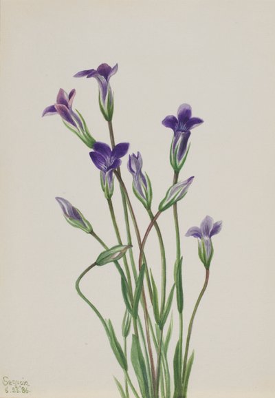 Gentian Gentiana holopetala by Mary Vaux Walcott