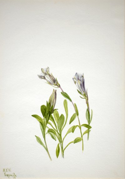 Gentian Gentiana newberri, 1938 by Mary Vaux Walcott