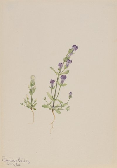 Gentiana propingua, 1916 by Mary Vaux Walcott