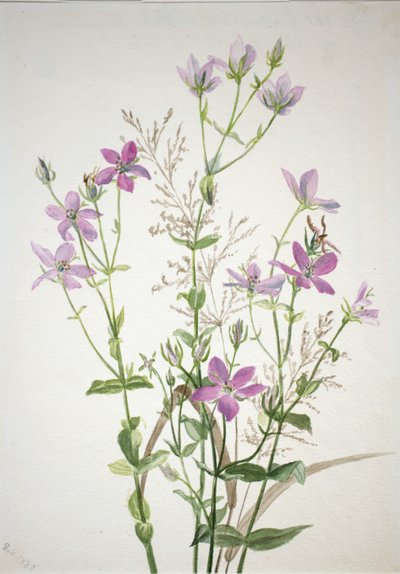 Gentianaceae sabbalia angularis by Mary Vaux Walcott