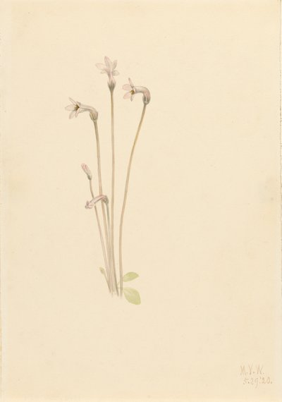 Ghostpipe Thalesia uniflora by Mary Vaux Walcott