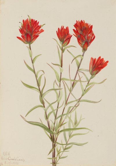 Giant Red Paintbrush Castilleja miniata, 1921 by Mary Vaux Walcott
