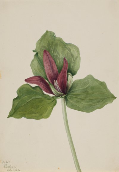 Giant Trillium, 1921 by Mary Vaux Walcott