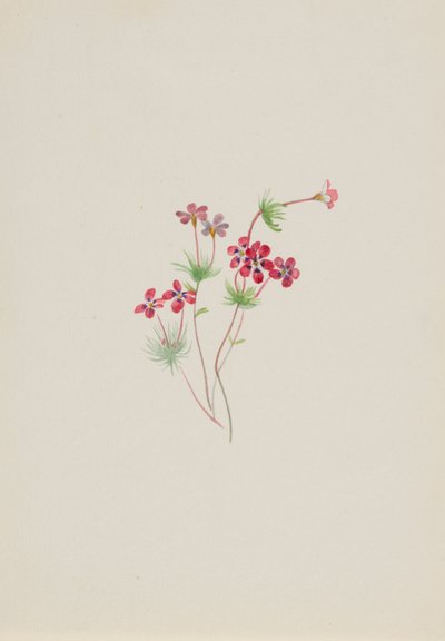 Linanthus Gilia by Mary Vaux Walcott