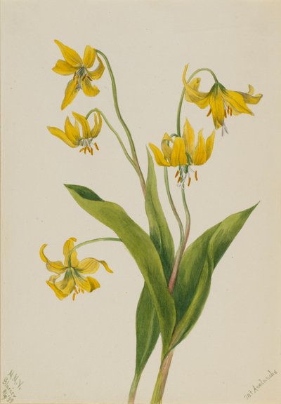 Glacier Lily by Mary Vaux Walcott