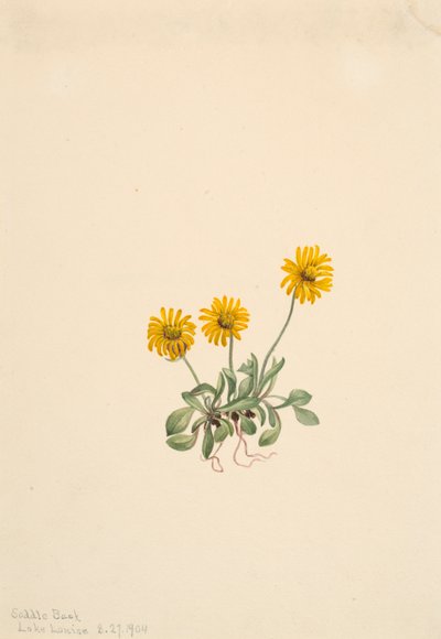 Golden Fleabane, 1904 by Mary Vaux Walcott
