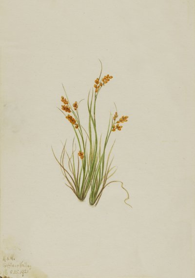 Golden Sedge Carex aurea by Mary Vaux Walcott