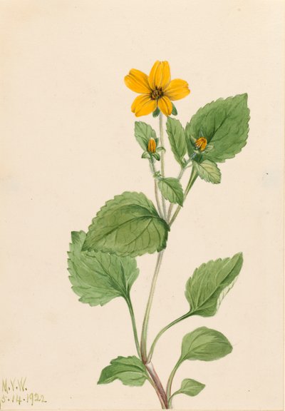 Golden Star Chrysogonum virginianum by Mary Vaux Walcott