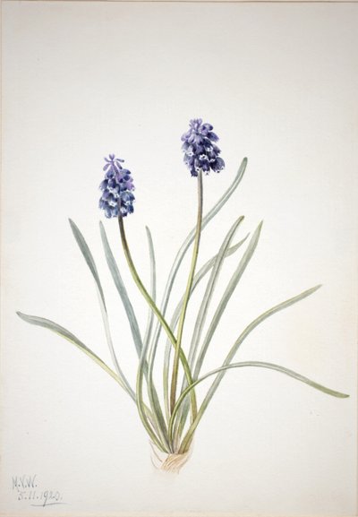 Grape Hyacinth by Mary Vaux Walcott