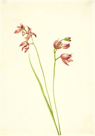 Grass-pink Orchid Limodorum tuberosum by Mary Vaux Walcott
