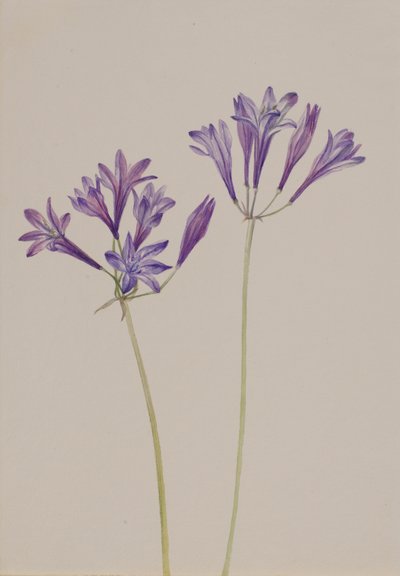 Grass Nut Brodiaea Laxa by Mary Vaux Walcott
