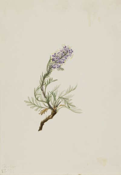 Gray Phacelia by Mary Vaux Walcott