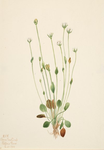 Gray Ragwort Senecio Canus, 1920 by Mary Vaux Walcott