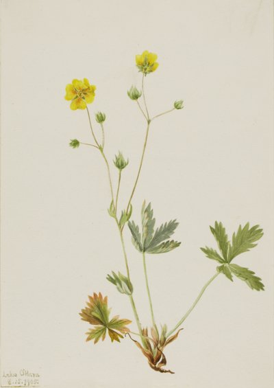 Grayleaf Fivefinger Potentilla glaucophylla by Mary Vaux Walcott