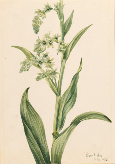 Green Bear Cabbage (Veratrum viride) by Mary Vaux Walcott