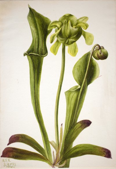 Green Pitcherplant Sarracenia orephila, 1933 by Mary Vaux Walcott