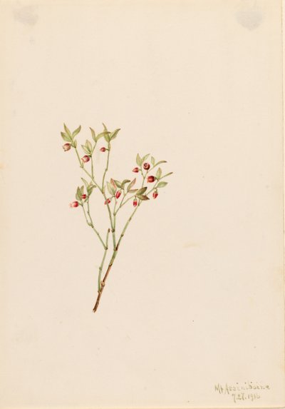 Grouse Whortleberry (Vaccinum scoparium) by Mary Vaux Walcott
