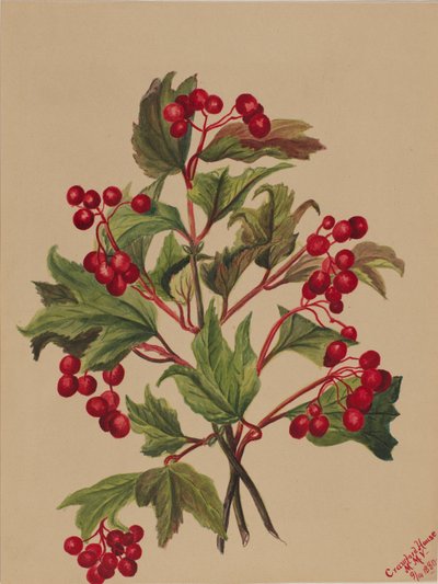 Grouseberry (Viburnum americanum) by Mary Vaux Walcott