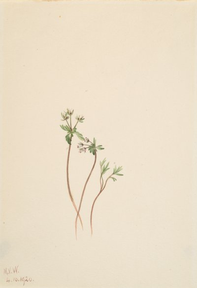 Harbinger of Spring Erigenia bulbosa, 1920 by Mary Vaux Walcott