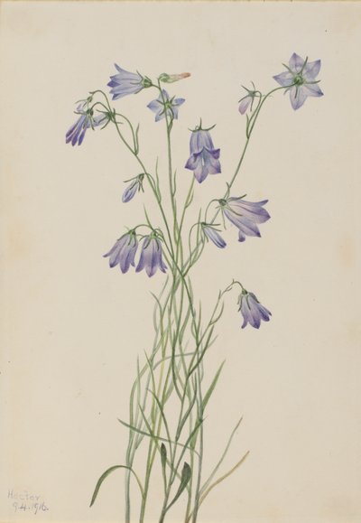 Harebell by Mary Vaux Walcott