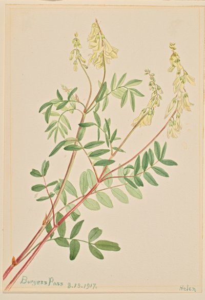 Hedysarum Hedysarum sulphurescens, 1917 by Mary Vaux Walcott