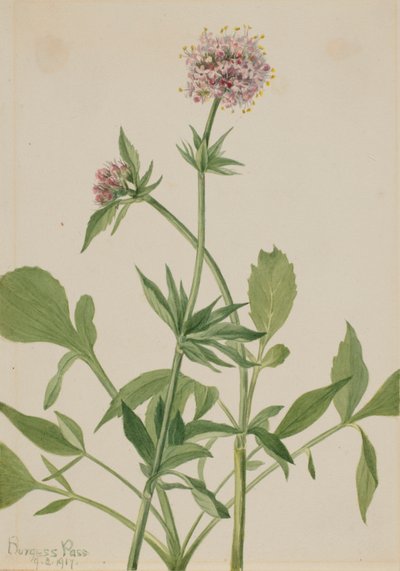Heliotrope Valerian by Mary Vaux Walcott