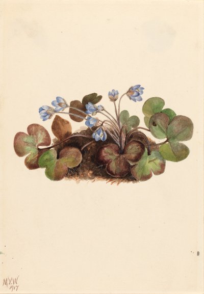 Hepatica by Mary Vaux Walcott