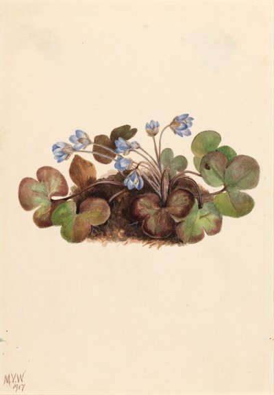Hepatica Hepatica Americana by Mary Vaux Walcott