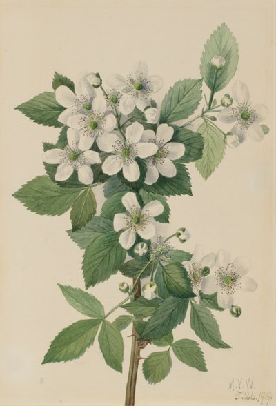 Highbush Blackberry by Mary Vaux Walcott