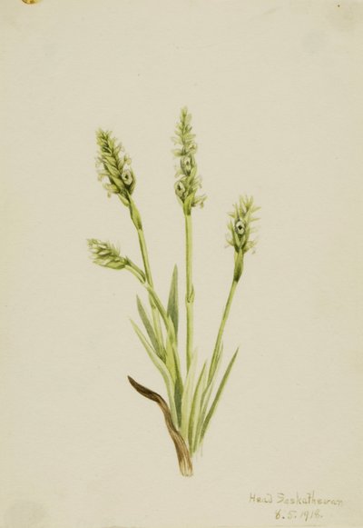 Hooded Ladies-Tresses by Mary Vaux Walcott