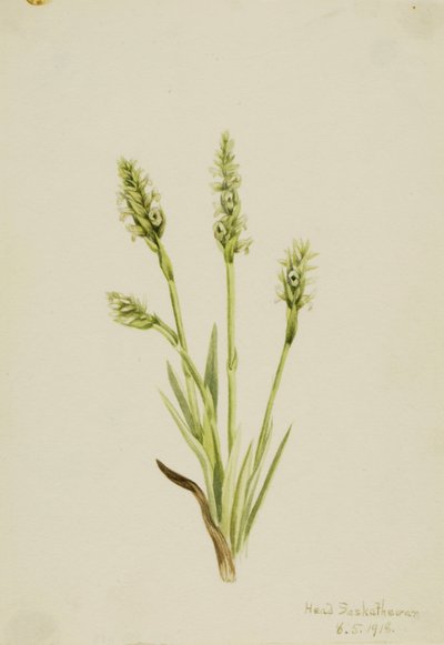 Hooded Ladies-Tresses Ibidium strictum by Mary Vaux Walcott