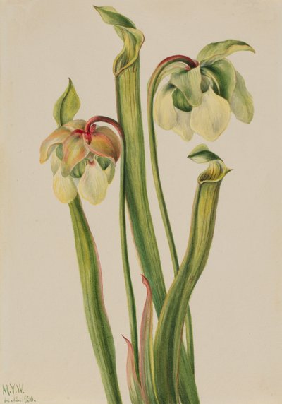 Hybrid Pitcherplant, 1930 by Mary Vaux Walcott