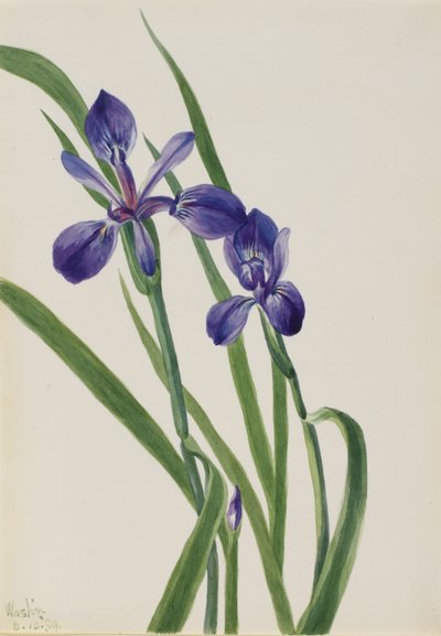 Iris (Iris species) by Mary Vaux Walcott