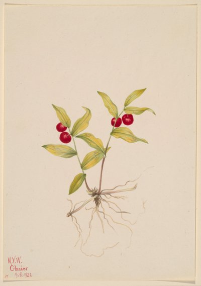 Kruhsea (Kruhsea streptopoides) by Mary Vaux Walcott