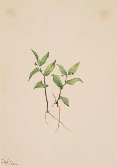 Kruhsea Kruhsea streptopoides by Mary Vaux Walcott