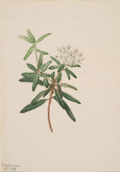 Labrador Tea by Mary Vaux Walcott